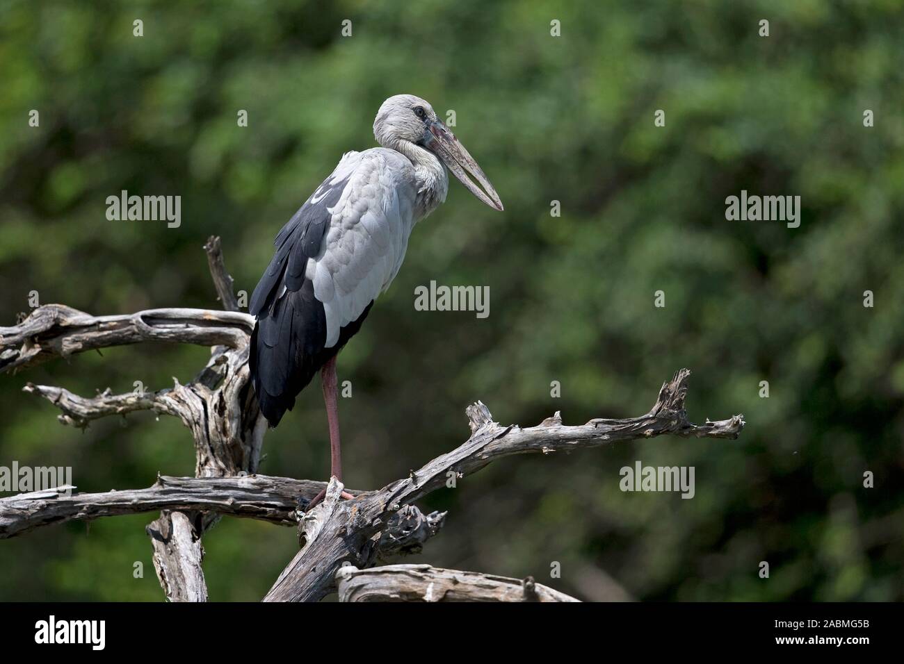 Asian Openbill Anastomus (oscitante) Banque D'Images
