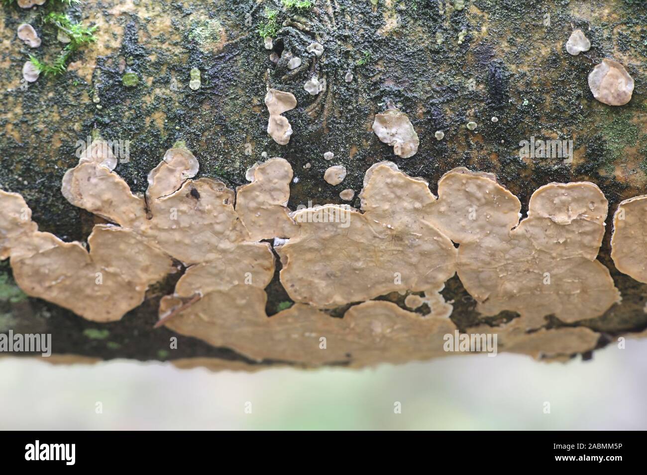 Stereum rugosum, dite purge anti-dicotylédones, croûte de champignons sauvages en Finlande Banque D'Images