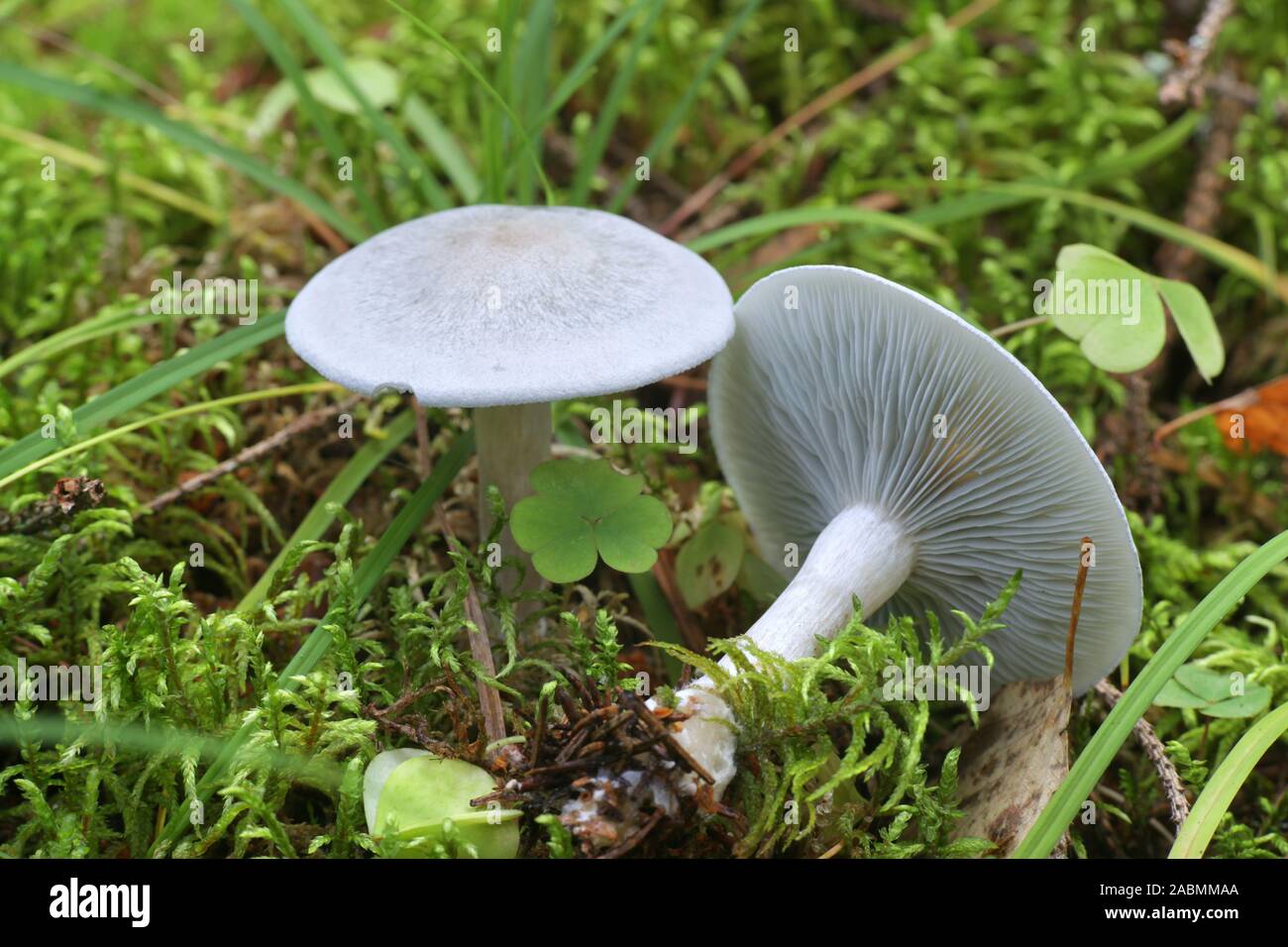 L'odora Clitocybe, connu comme l'anis toadstool ou entonnoir d'anis, les champignons sauvages de Finlande Banque D'Images