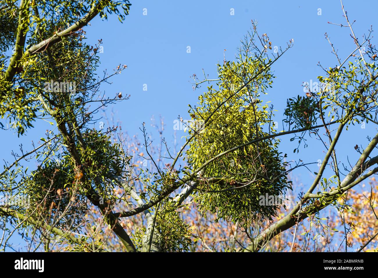 Le gui parasite sur un arbre Banque D'Images