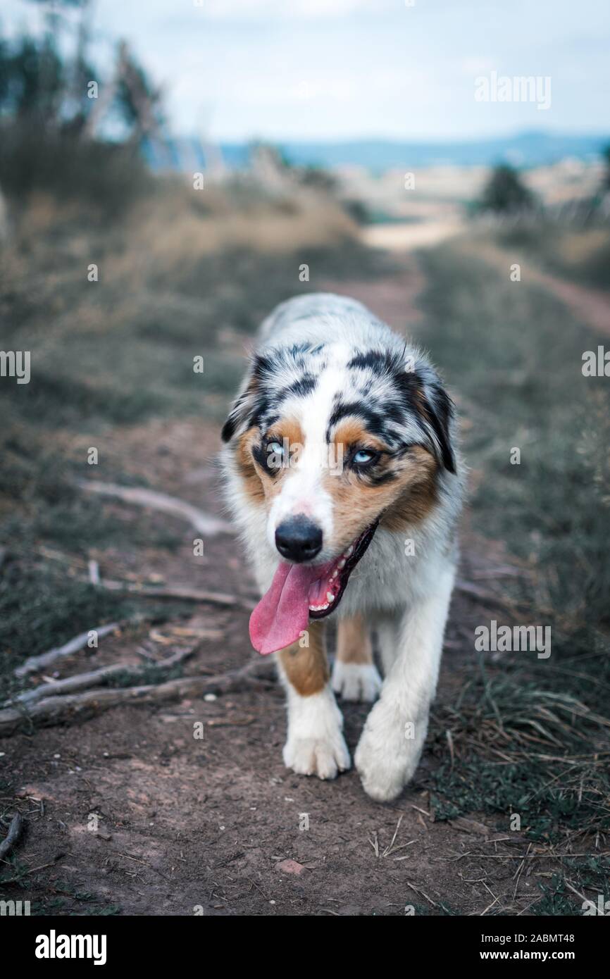 Berger Australien Qui Court Banque De Photographies Et D Images A Haute Resolution Alamy