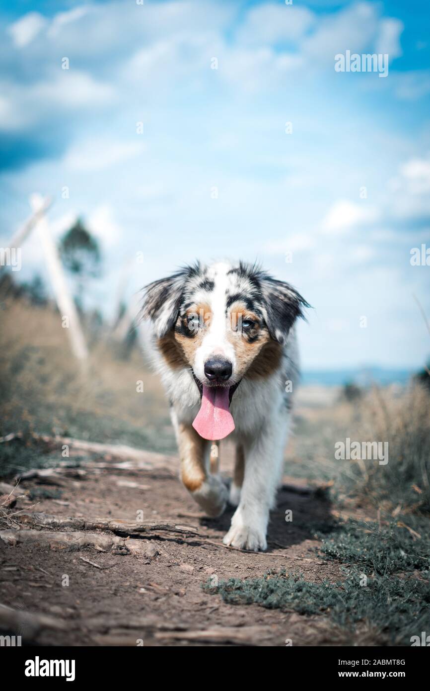 Berger Australien Qui Court Banque De Photographies Et D Images A Haute Resolution Alamy