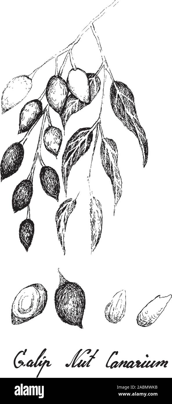 Par contre l'illustration Croquis de Canarium indicum, Galip noix ou amandes du Pacifique, une bonne source de fibres alimentaires, vitamines et minéraux. Illustration de Vecteur