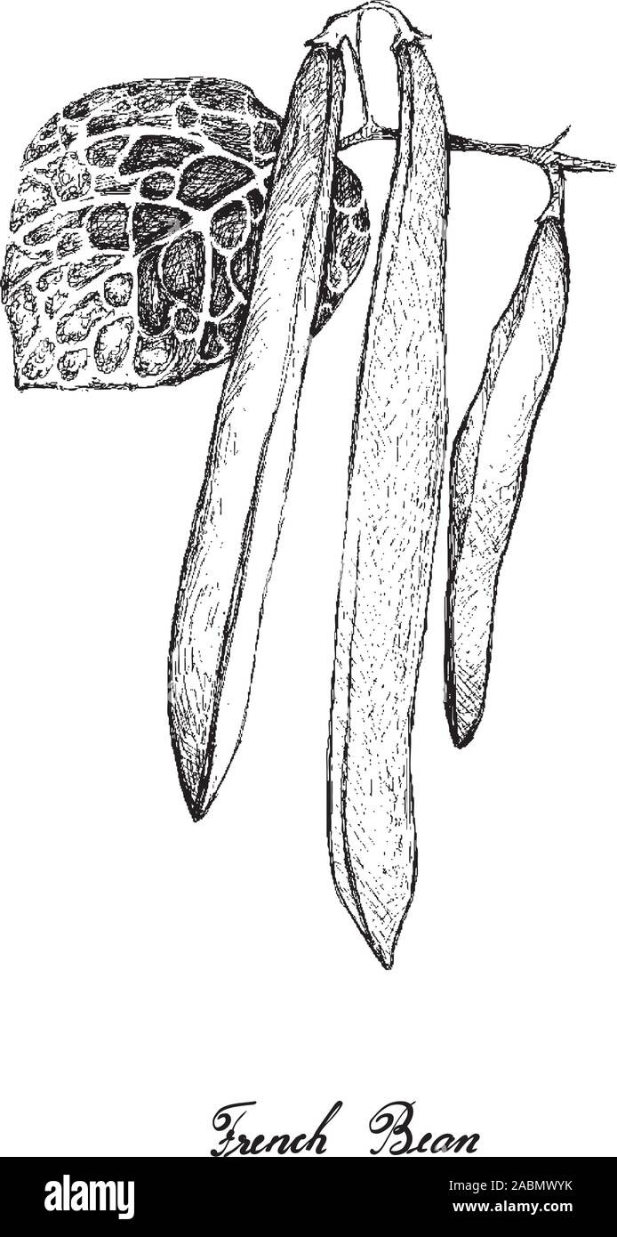 Légume, Illustration de part Croquis Haricots verts frais, haricots verts ou Phaseolus Vulgaris isolé sur fond blanc. Illustration de Vecteur