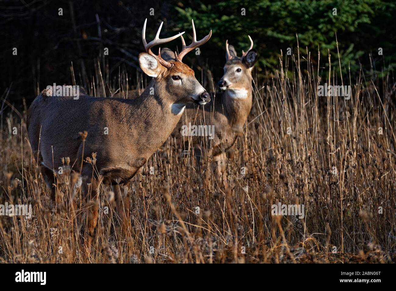 Une paire de cerfs de Virginie dans la région de tall Brown de l'herbe. Banque D'Images