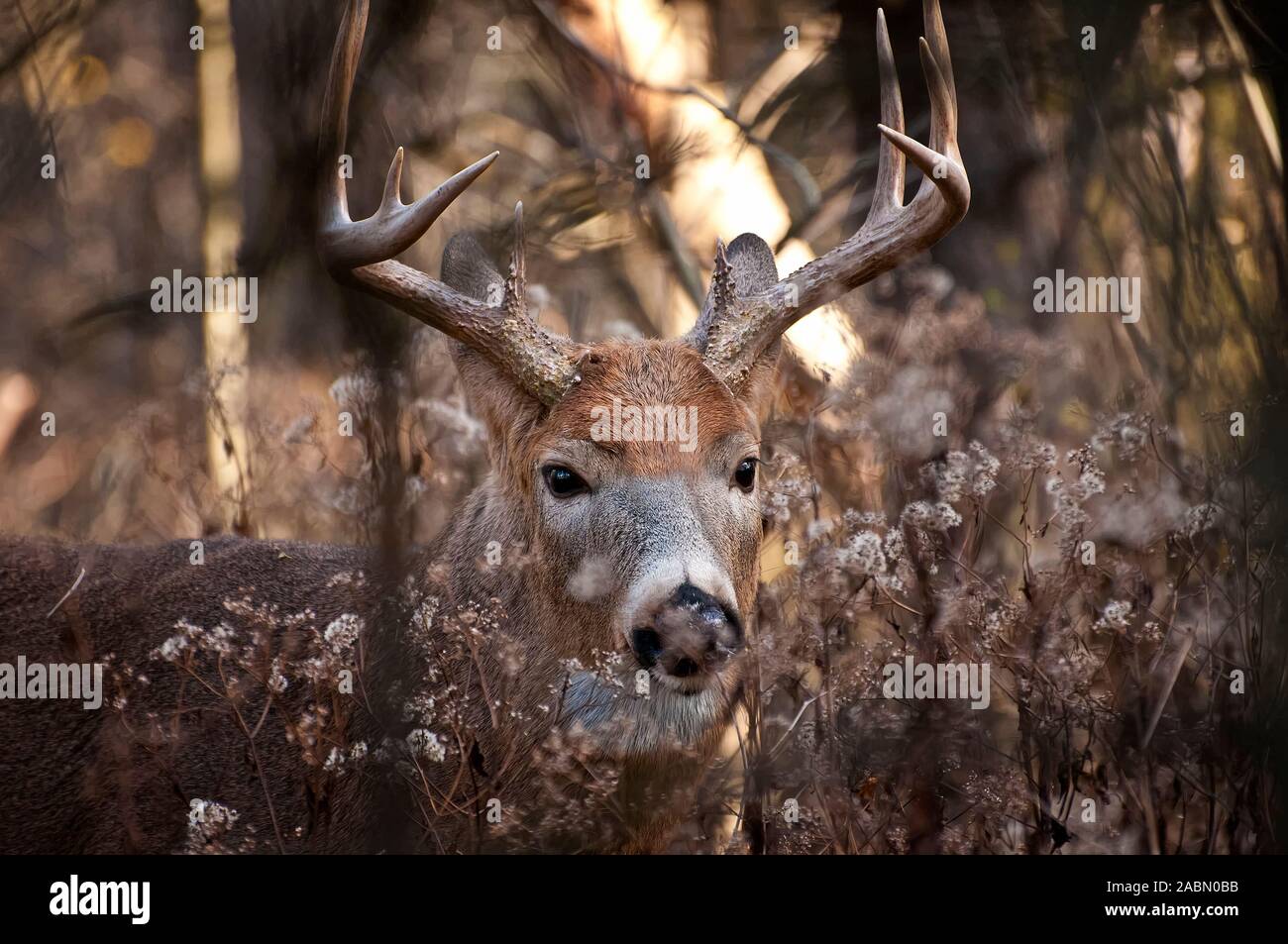 Le cerf de Virginie dans certains arbustes. Banque D'Images