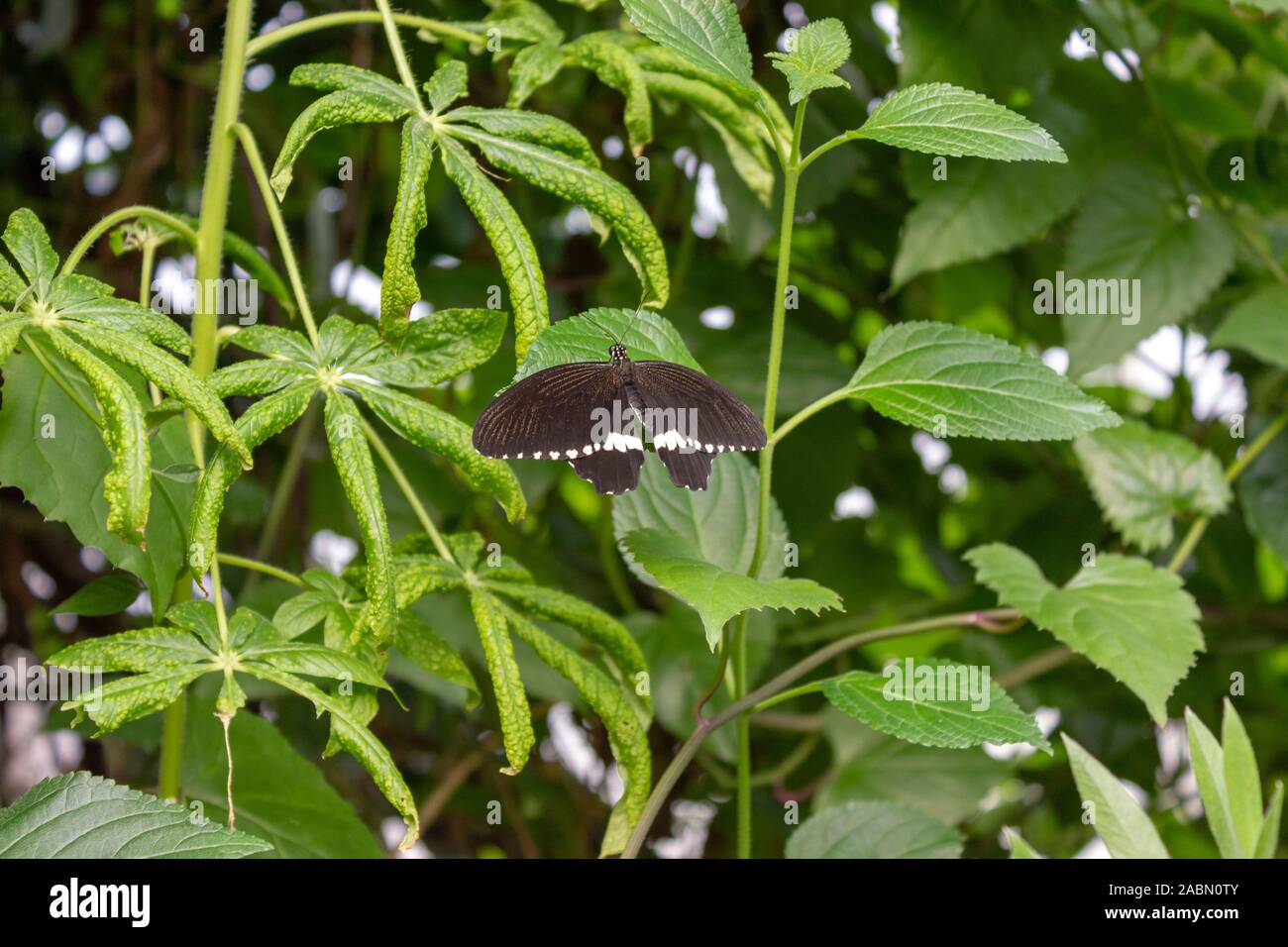 Papillon noir perché sur une feuille. Également connu sous le nom de l'American et machaon machaon panais. Le parc Tommy Thompson, Toronto (Ontario), Banque D'Images