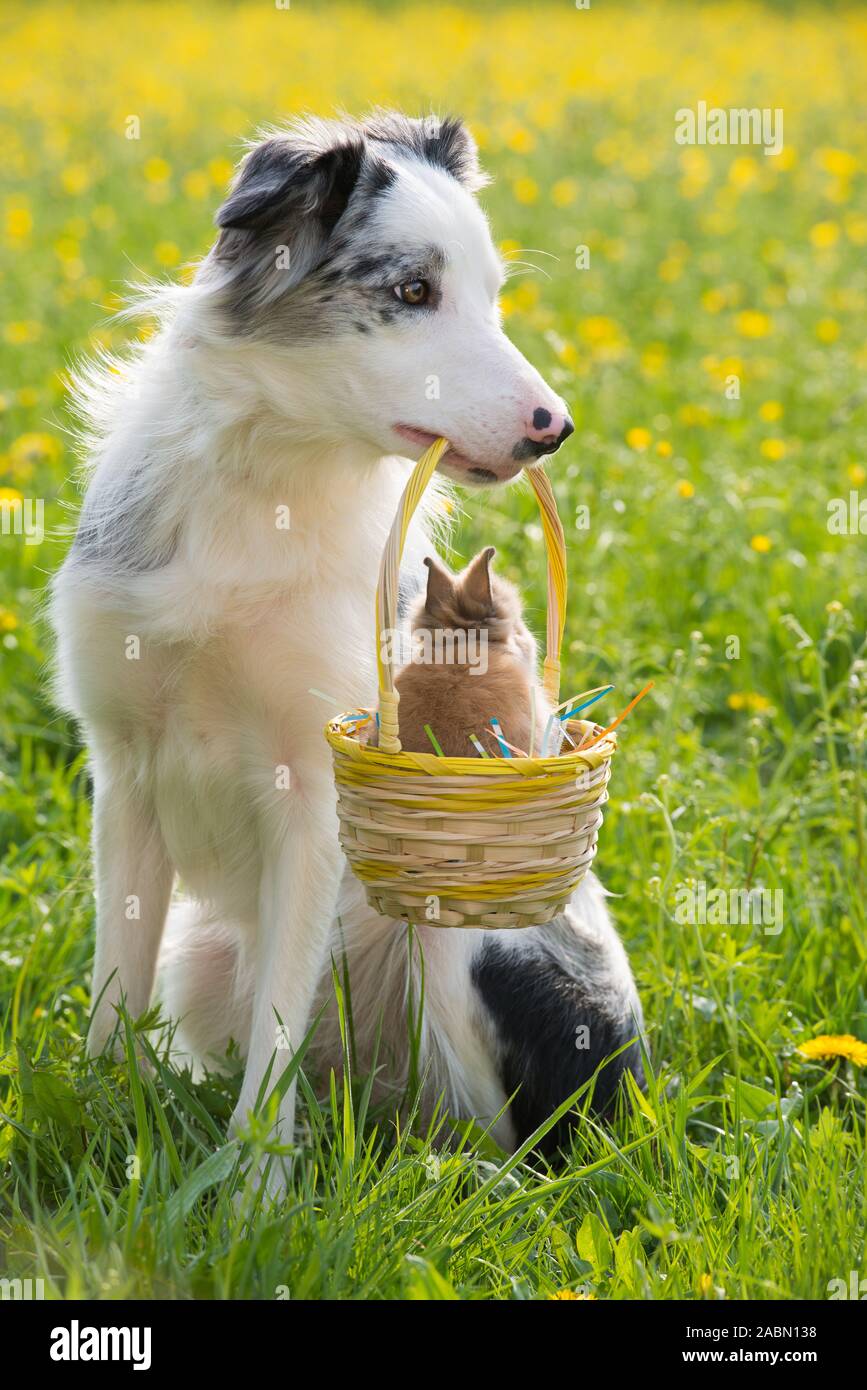 Border Collie dog holding Easter basket avec lapin dans sa bouche Banque D'Images