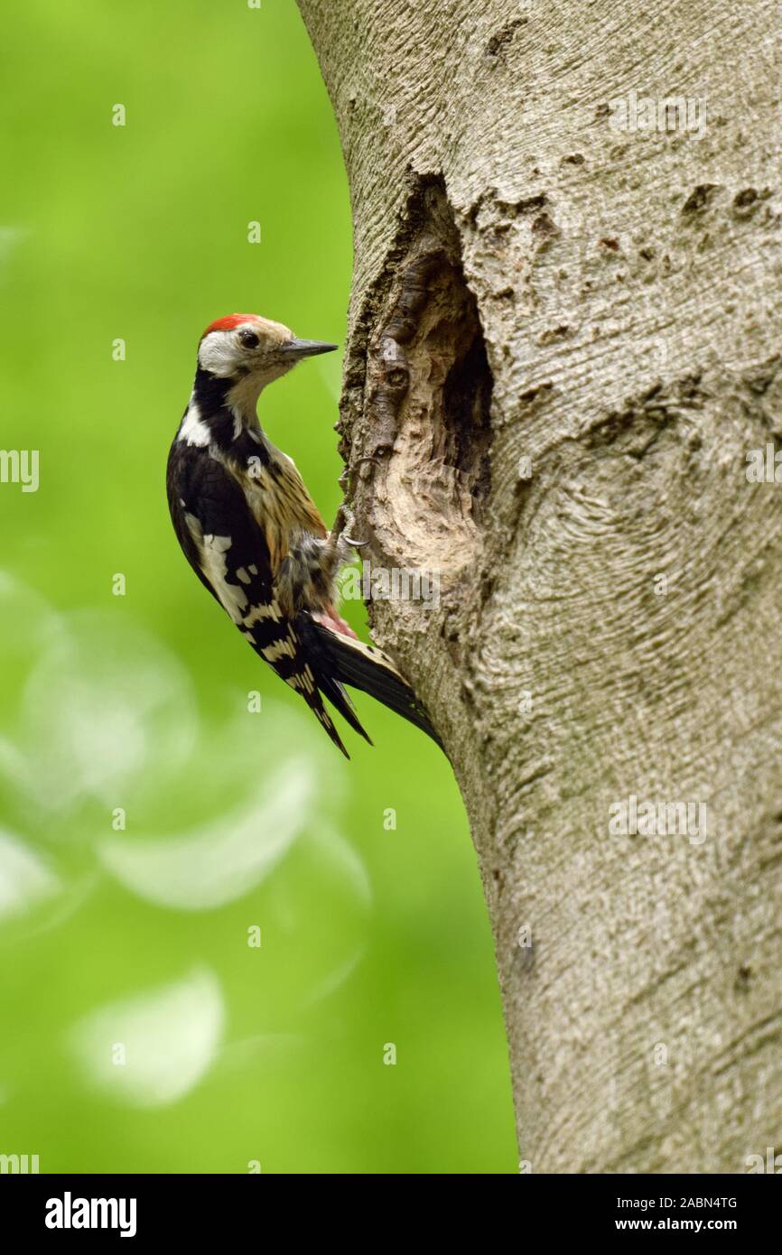 Pic mar ( Leiopicus medius ) perché en face d'un énorme trou de nidification arborescence / trou d'un pic noir, a l'air drôle, de la faune, Banque D'Images