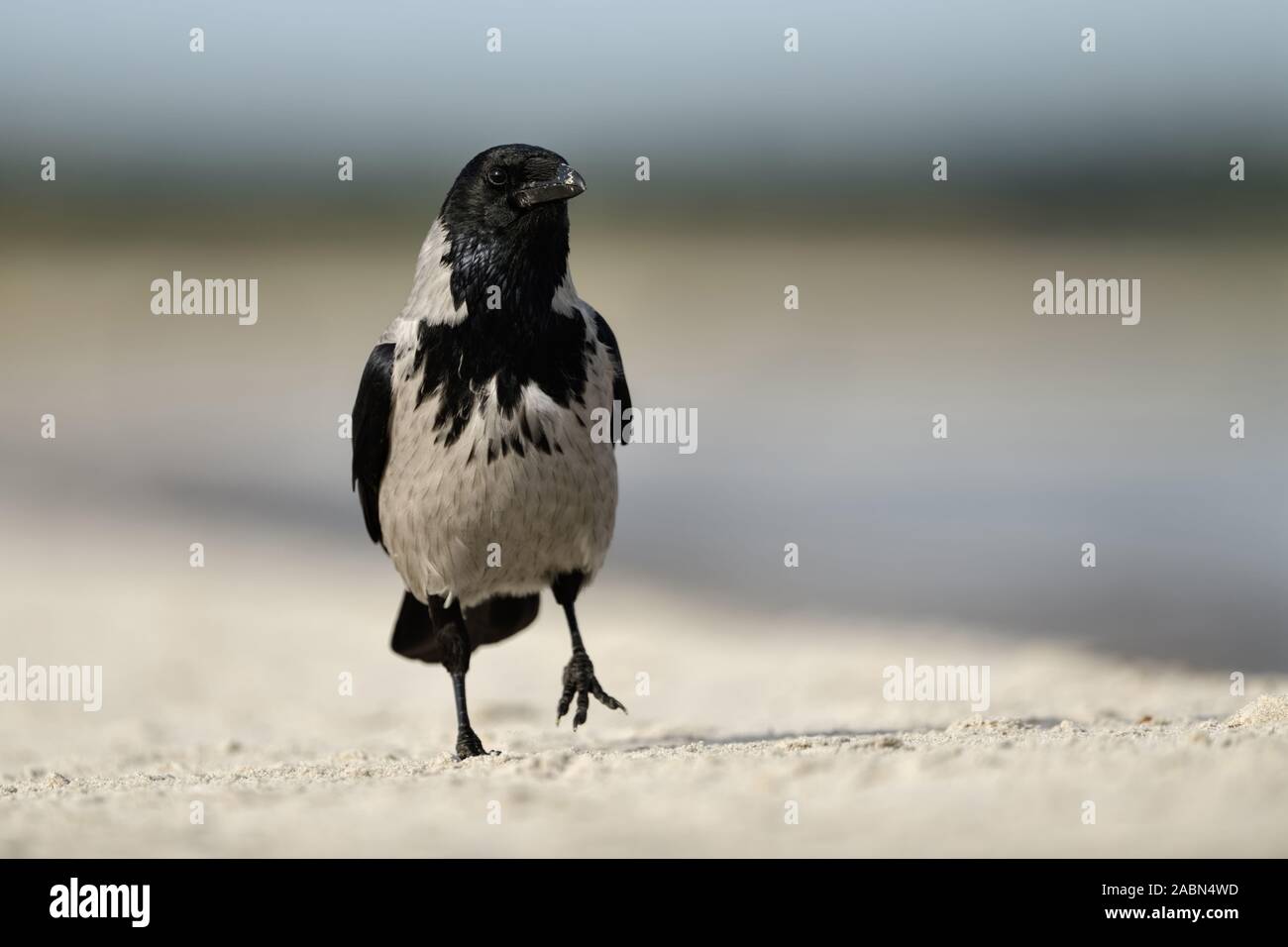 Hoodiecrow ( Corvus cornix ) balade le long de la plage, frontal tourné, l'air drôle, la faune, l'Europe. Banque D'Images