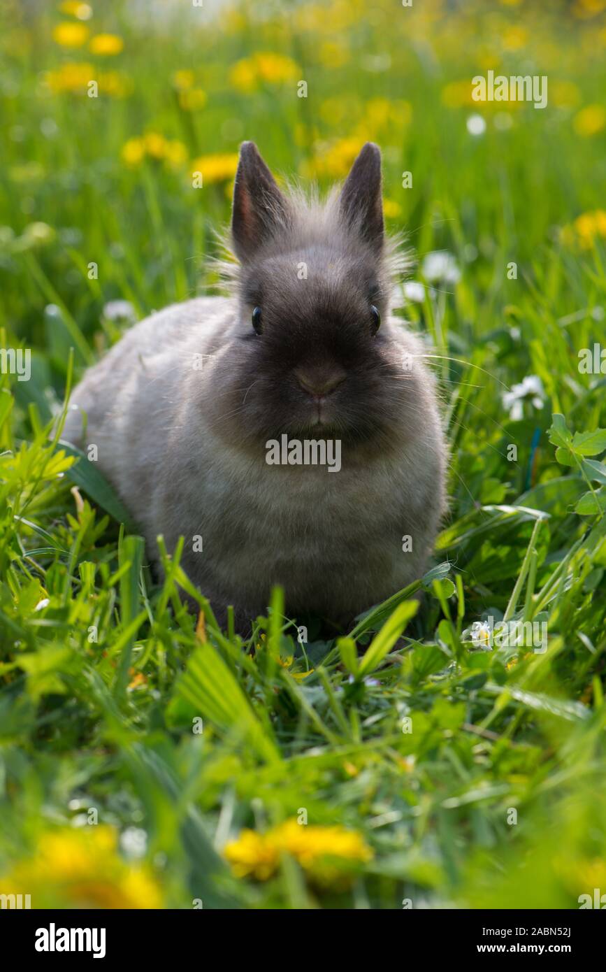 Mignon lapin nain dans une prairie de fleurs de printemps Banque D'Images