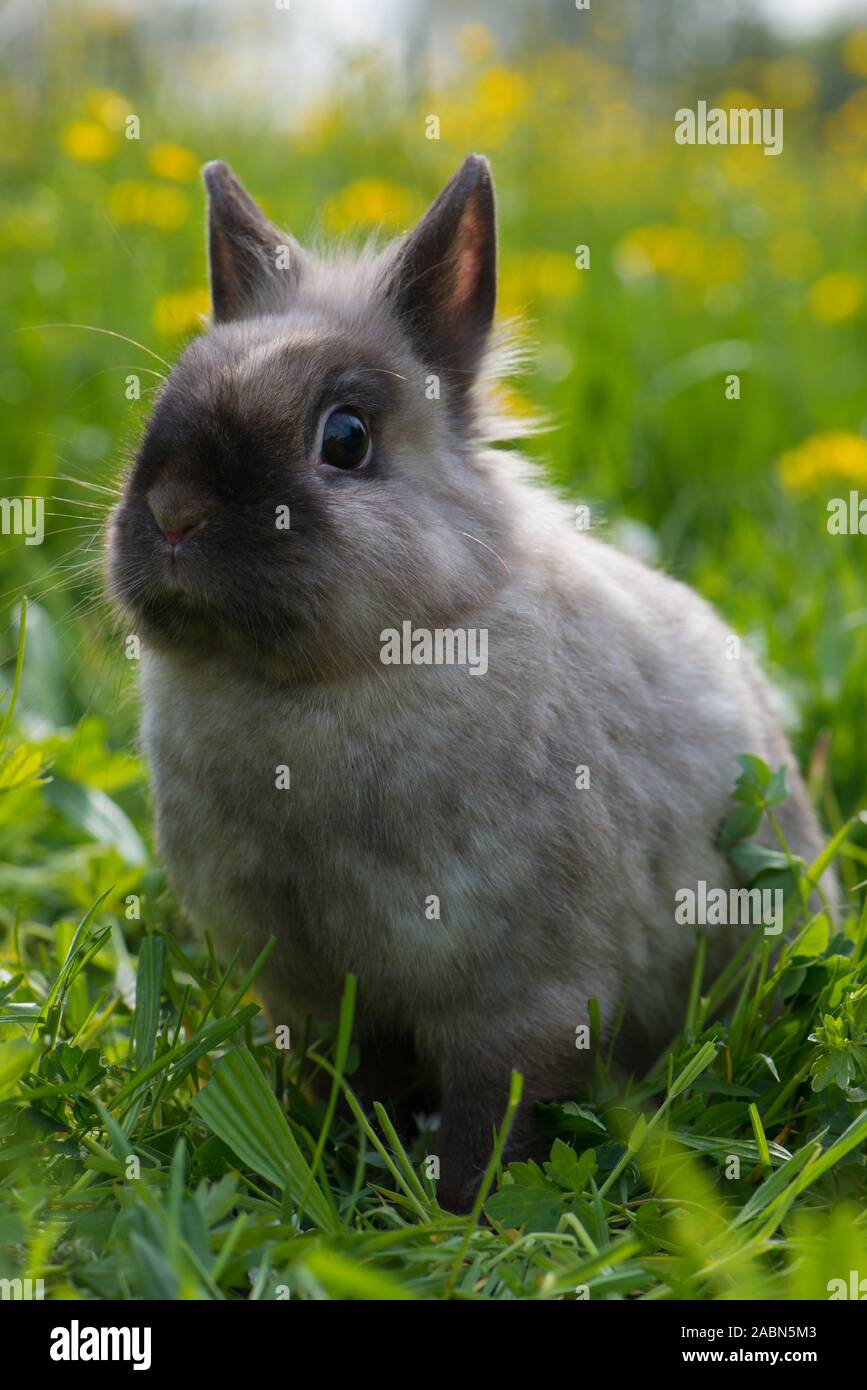 Mignon lapin nain dans une prairie de fleurs de printemps Banque D'Images