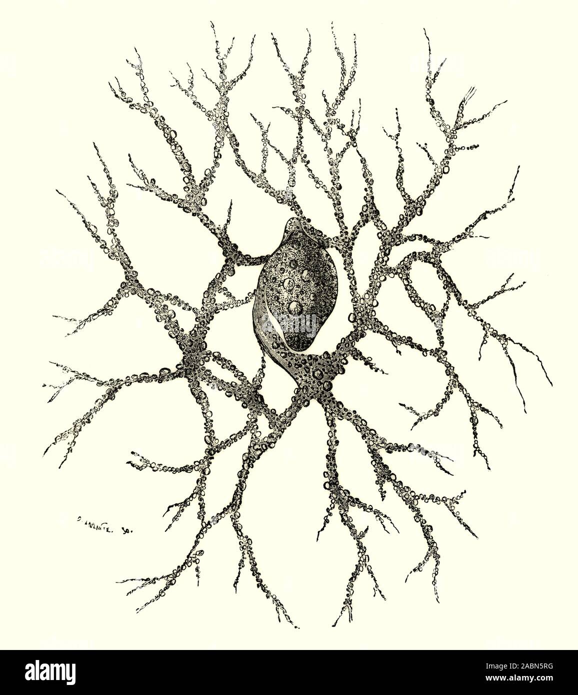 Wagener, Lieberkuhn, un protozoaires, les organismes unicellulaires appelés'animalcules'. Ils ont été découverts par Antony van Leeuwenhoek est considéré comme le père de la microbiologie qui a amélioré le microscope et prévues pour la microbiologie. Il est souvent cité comme le premier microbiologiste à l'étude des fibres de muscle, les bactéries, les spermatozoïdes et la circulation du sang dans les capillaires. Banque D'Images