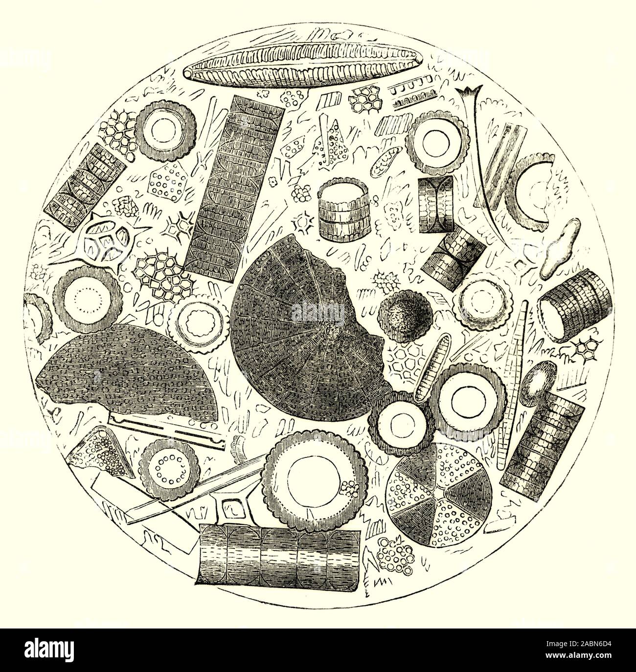 Infusoria est un terme collectif pour les minutes de créatures aquatiques, tels que les ciliés, euglènes, les protozoaires, les algues unicellulaires et de petits invertébrés. Aujourd'hui, le terme est considéré comme obsolète, les micro-organismes auparavant inclus dans l'Infusoria sont principalement affectés à l'uni les Protistes. Ils ont été achetés à Richmond en Amérique du Nord. Banque D'Images