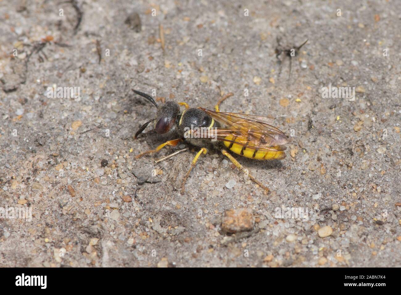 Digger wasp, Philanthus triangulum, European beewolf, Bee-killer wasp, Sussex, UK, Juillet Banque D'Images
