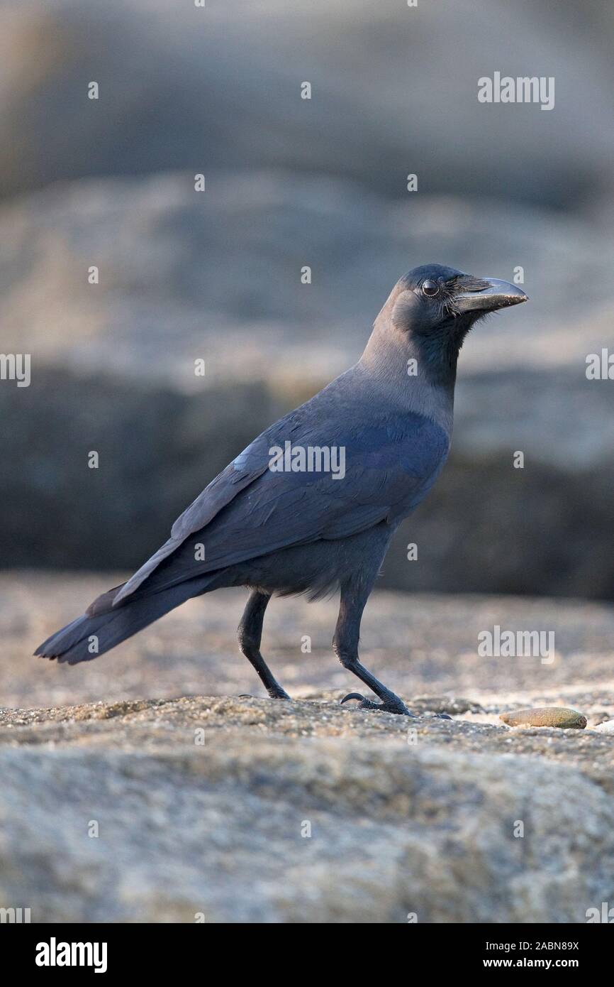 House Crow (Corvus splendens) Banque D'Images