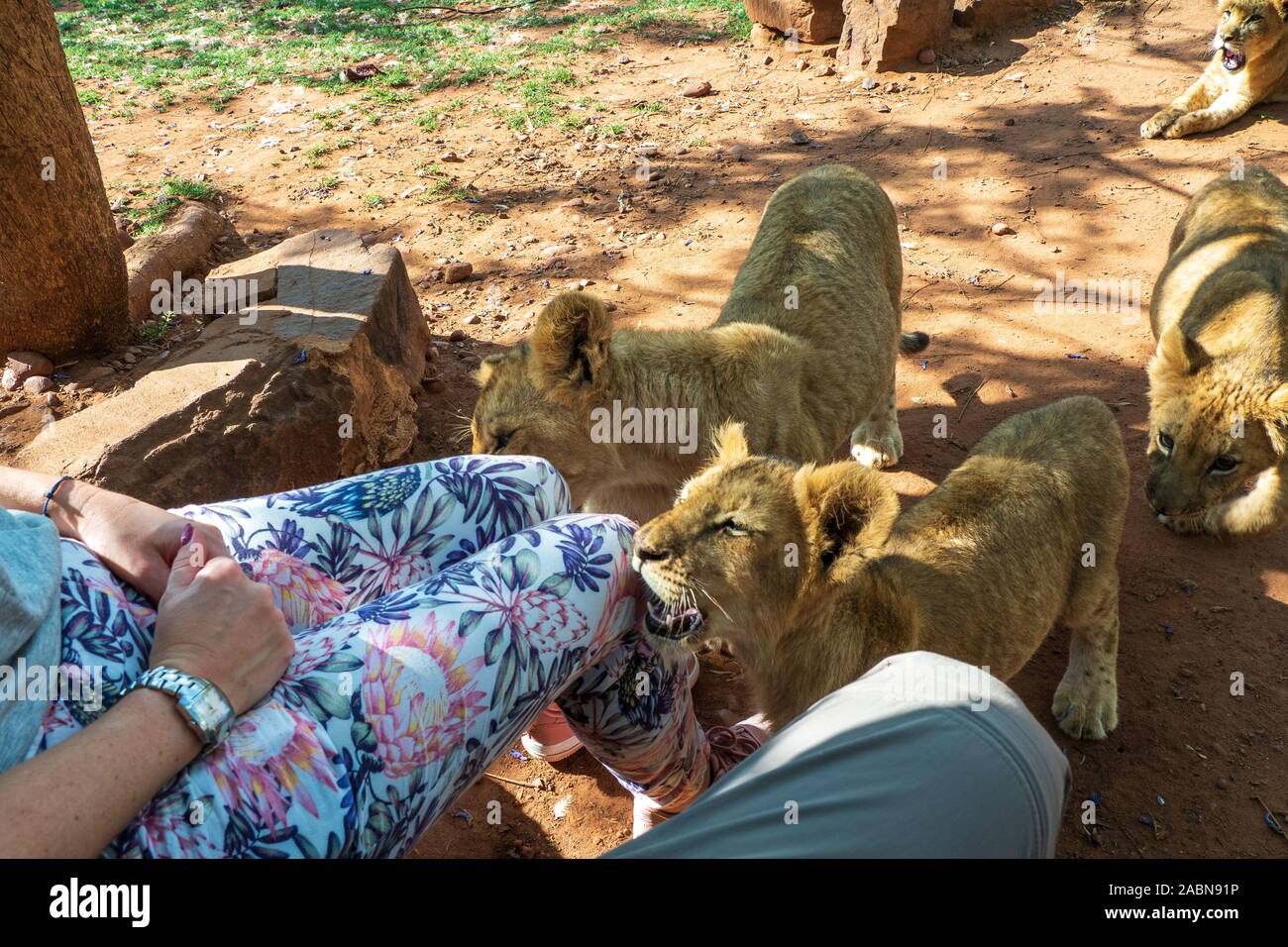 4 mois vieux lion cubs (Panthera leo) approche curieusement les touristes pour flatter à une station près de Cullinan, Afrique du Sud Banque D'Images