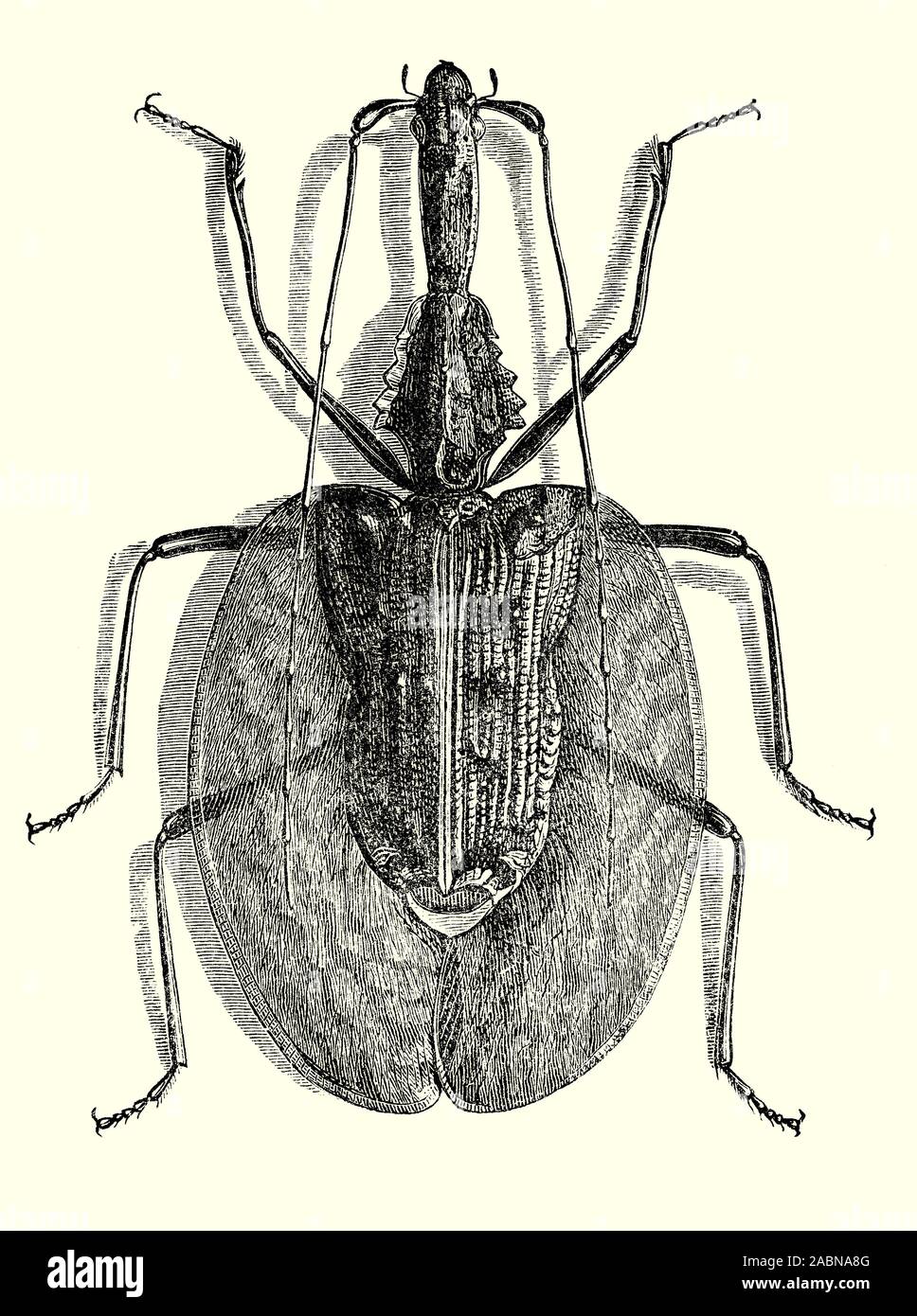 Mormolyce phyllodes, communément appelé le violon du pin, est une espèce de carabes dans la sous-famille des Lebiinae vivant dans les forêts pluviales d'Indes. Ils peuvent atteindre une longueur de 60 à 100 millimètres (2,4 à 3,9).Leur feuille plate-forme les protège contre les prédateurs, alors que leur corps en forme de télévision de leur permettre de demeurer dans les fissures du sol ou sous l'écorce et les feuilles des arbres. Les adultes et les larves sont des prédateurs, qui se nourrissent de larves d'insectes et à des fins de défense, elles sécrètent de l'acide butyrique venimeux. Banque D'Images