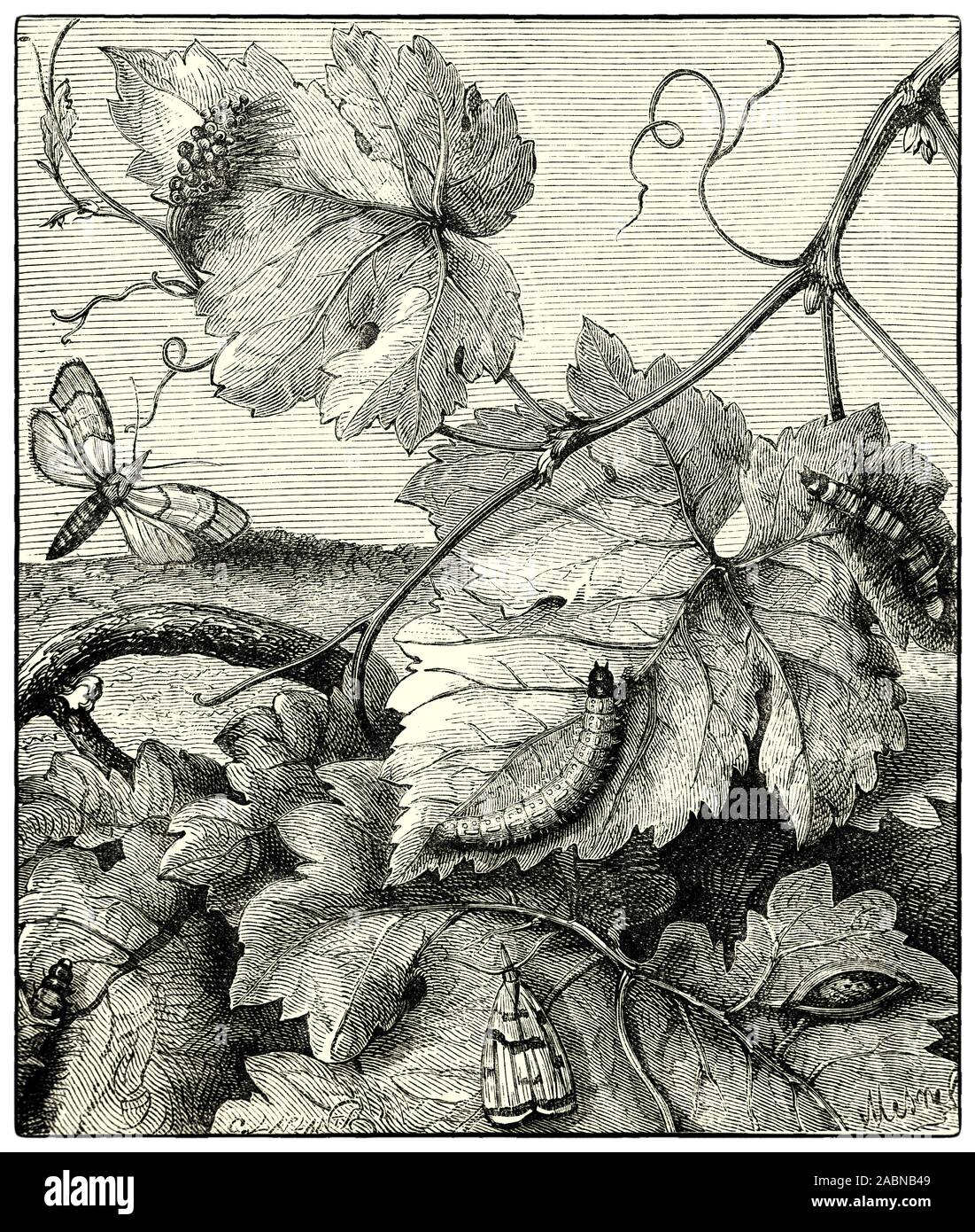 Différentes étapes dans la vie de la vigne, le leafrolling Pyralis Caterpillar d'une espèce appelée Pyralis qui Strigulatis est si préjudiciable à vignes françaises, qu'ils détruisent souvent la totalité de la récolte. Banque D'Images