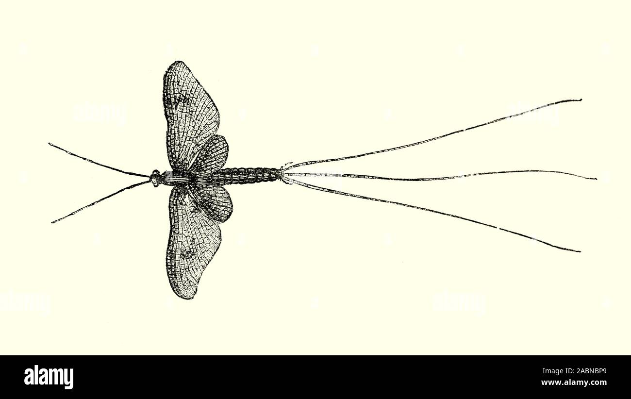 Le plus souvent éphémère britannique du genre Ephemera. Le cycle de vie dure généralement un ou deux ans et les nymphes peuvent atteindre environ 30 mm (1,2 po) de longueur. Ils creusent des tunnels dans le gravier dans le lit des rivières, se nourrissent en filtrant des détritus organiques, apparaissent au printemps et se déplacer vers les eaux peu profondes. Principalement les adultes peuvent être trouvés en mai-juin (d'où le nom commun de mouche de mai), à la fin d'un grand nombre de stades larvaires. Les femelles voler sur la surface de l'eau, tremper leur abdomen sur la surface et jeter les œufs. Au terme de ce processus, les femmes tombe à la surface et mourir. Banque D'Images