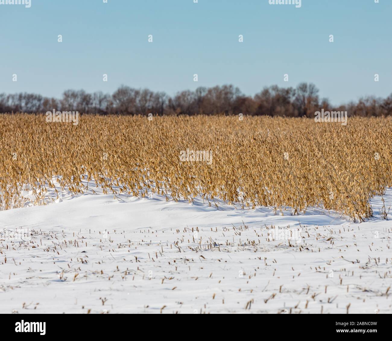 Ferme avec terrain soja bean snowdrift couvrant les tiges et les gousses après le début de l'hiver tempête récolte retardée dans le Midwest Banque D'Images