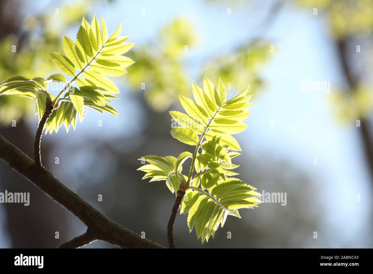 Rowan printemps feuilles berry contre le ciel bleu. Banque D'Images
