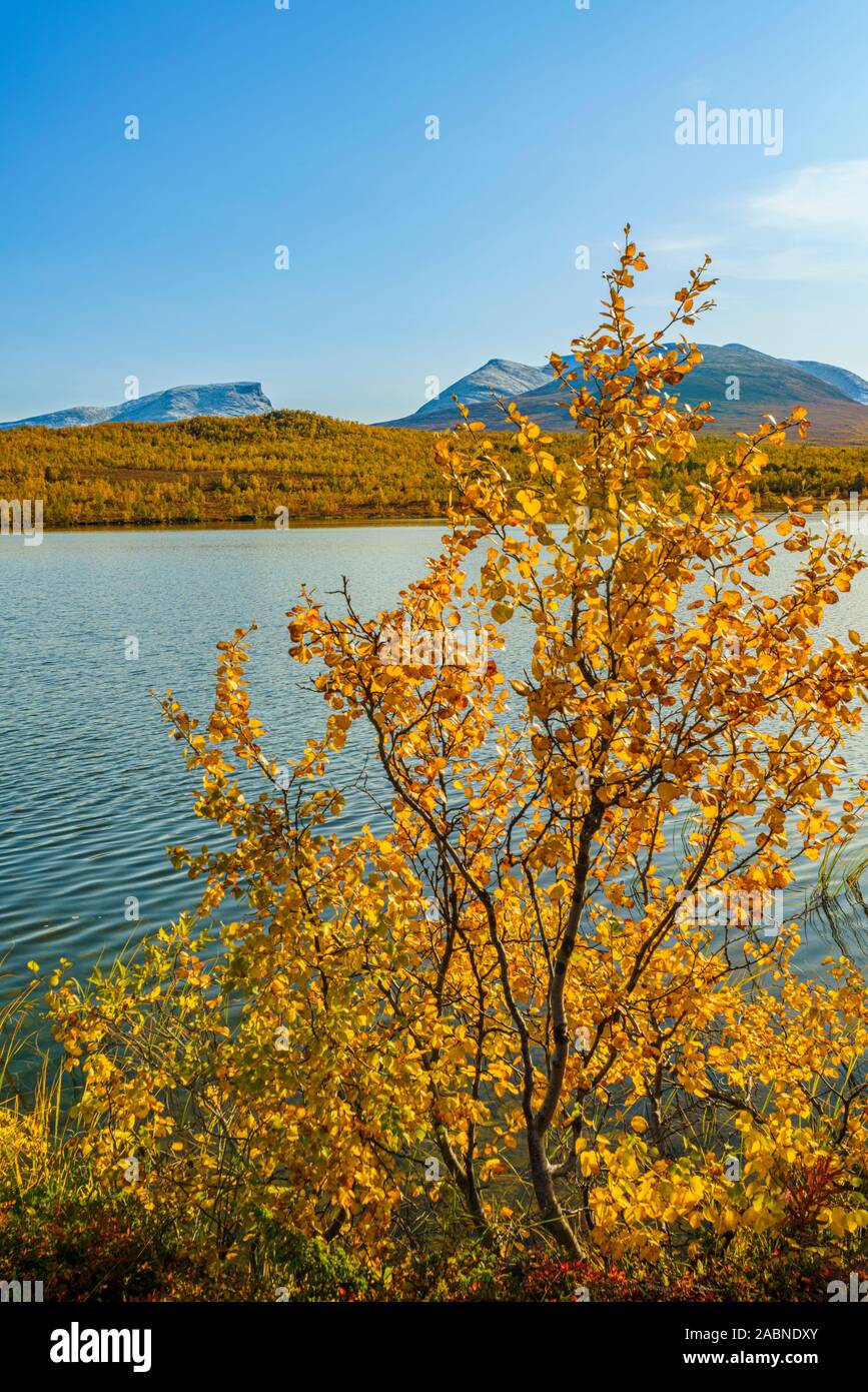 Paysage d'automne avec le bouleau jaune, le lac et arbres en arrière-plan Lapporten, Abisko National Park, comté de Kiruna, en Laponie suédoise, Suède Banque D'Images