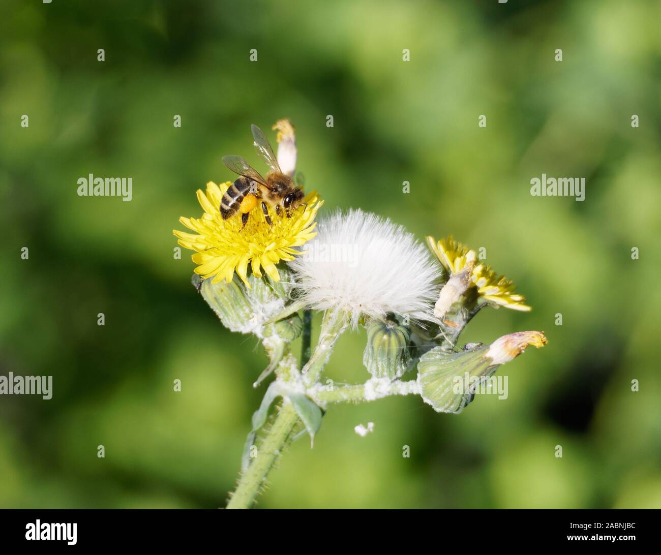 Miel solitaire abeille se nourrissant sur les fleurs jaunes d'une plante d'herbe à poux, Hieracium, avec un panier de pollen plein. Banque D'Images
