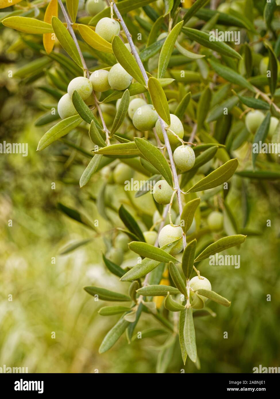 Olivier, Oleander européen, montrant les olives mûres sur la branche qui pousse dans une zone rurale de l'Espagne. Banque D'Images