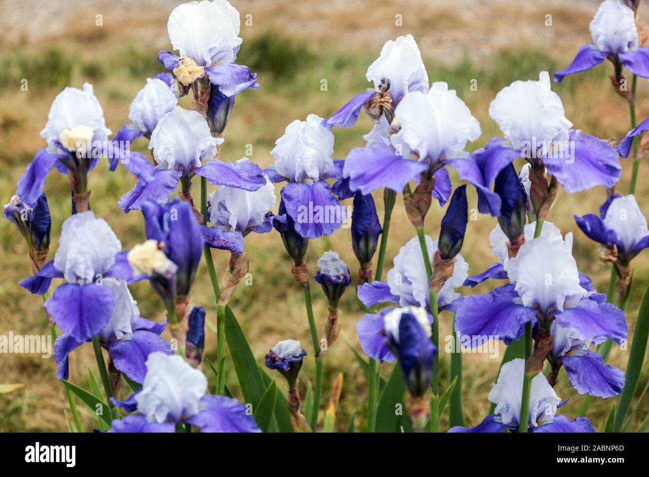 Blanc bleu grandes iris barbu 'miss Indiana' dans le lit de jardin Banque D'Images