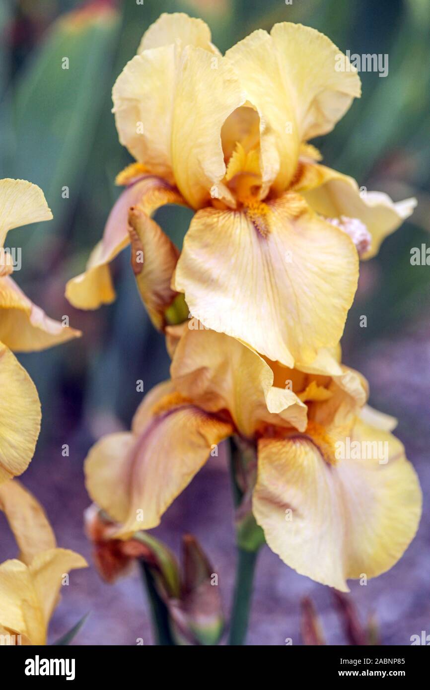 Iris beige fleurs « vent de voie » Banque D'Images