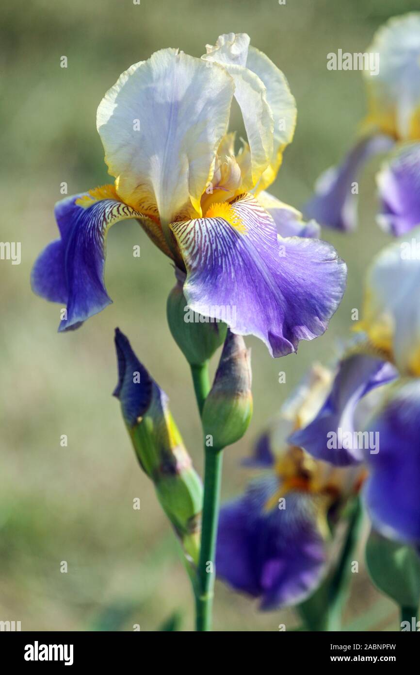 Portrait Iris 'SERENITE' bleu blanc Banque D'Images