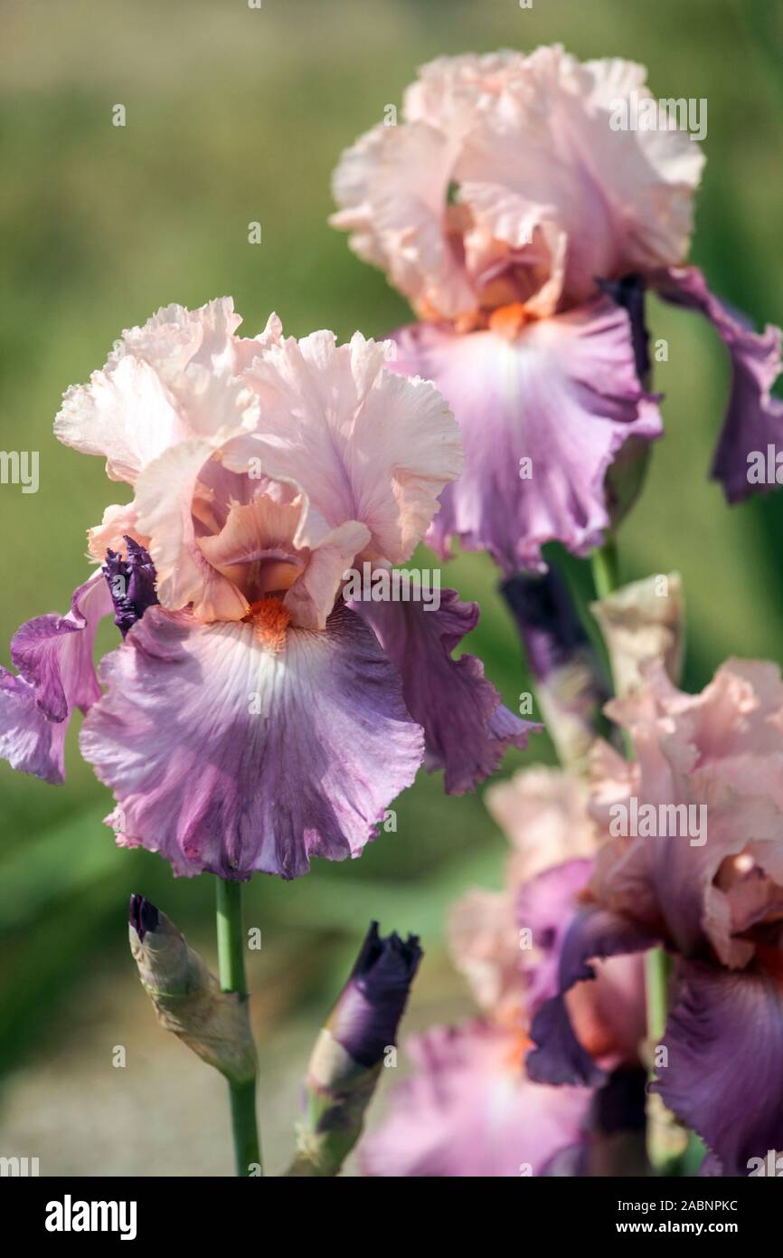 Fleur rose de l'iris à barbe Iris 'Sweet Musette' May fleurs de jardin Banque D'Images