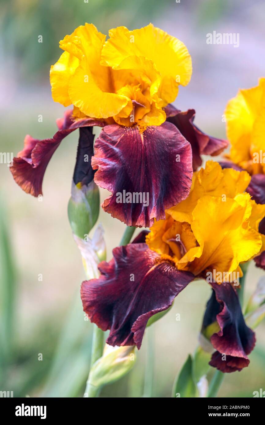 Grande fleur d'iris barbu Barbata Elatior 'Supreme Sultan' fleur jaune bronze Banque D'Images