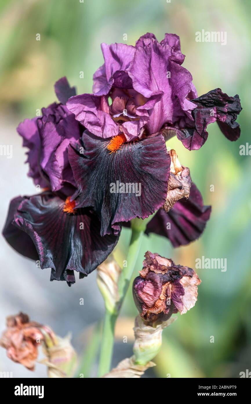 Iris violet foncé Banque de photographies et d'images à haute résolution -  Alamy