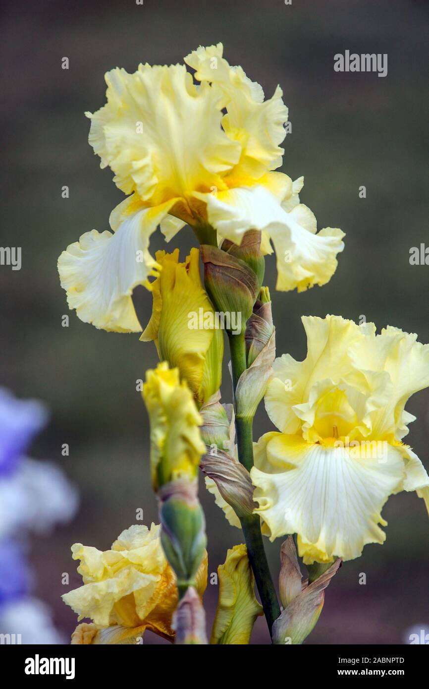 Iris jaune 'Crystal' Banque D'Images