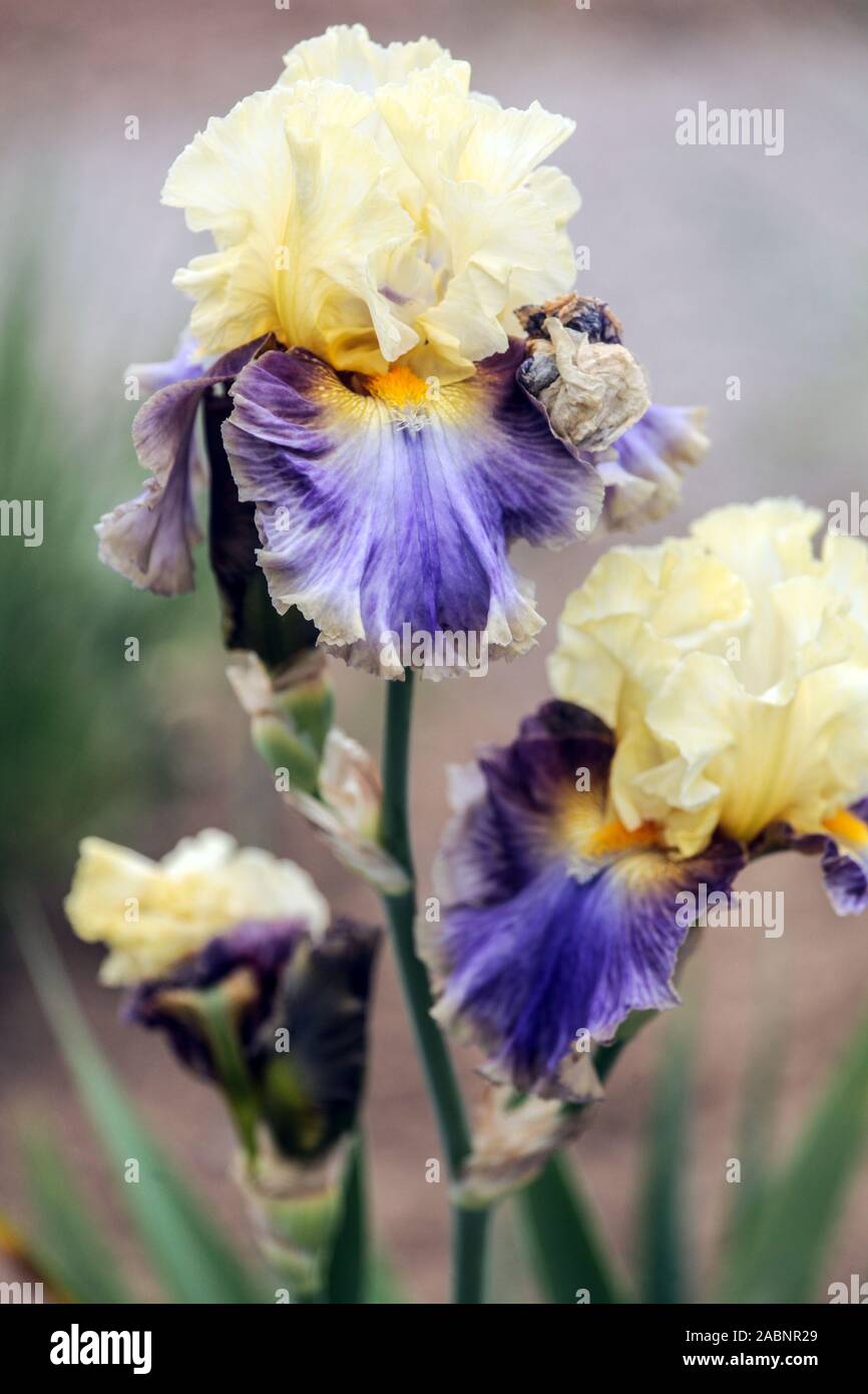 Iris à barbe bleu clair iris à barbe beige pastel « Style Traveller » Banque D'Images