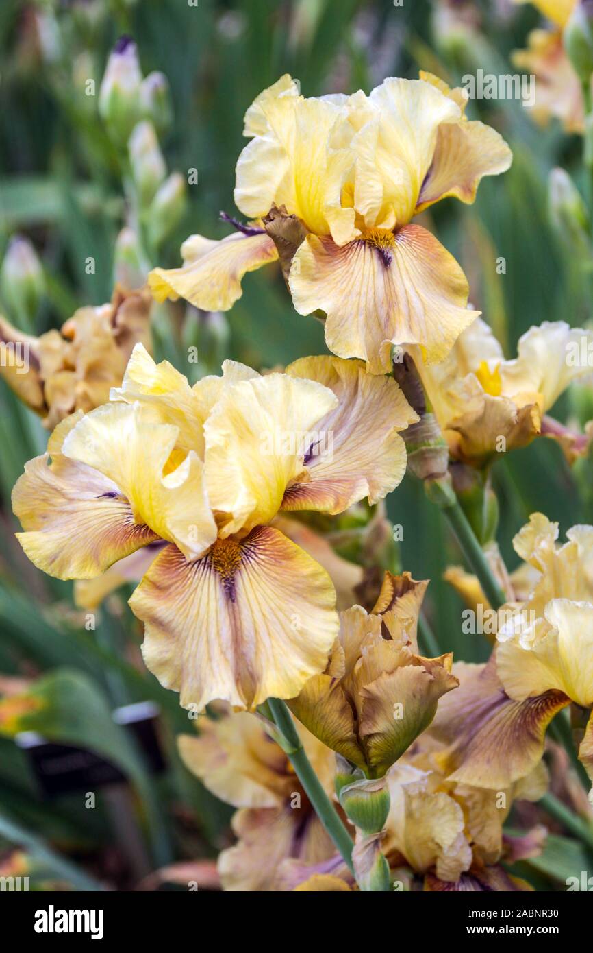 'Iris jaune volant à franges ' Banque D'Images