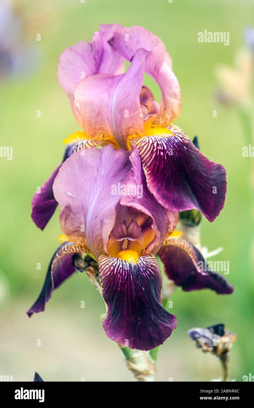 Iris 'Violet' Voltigeur Banque D'Images