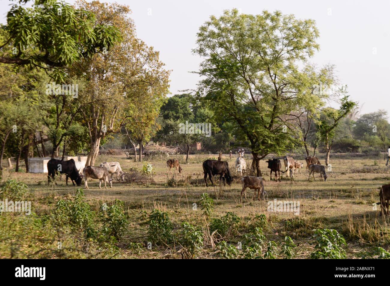 Les vaches mangent de l'herbe des Indiens dans le champ pour remplir l'estomac pour l'alimentation des oursons les jours d'été. Banque D'Images