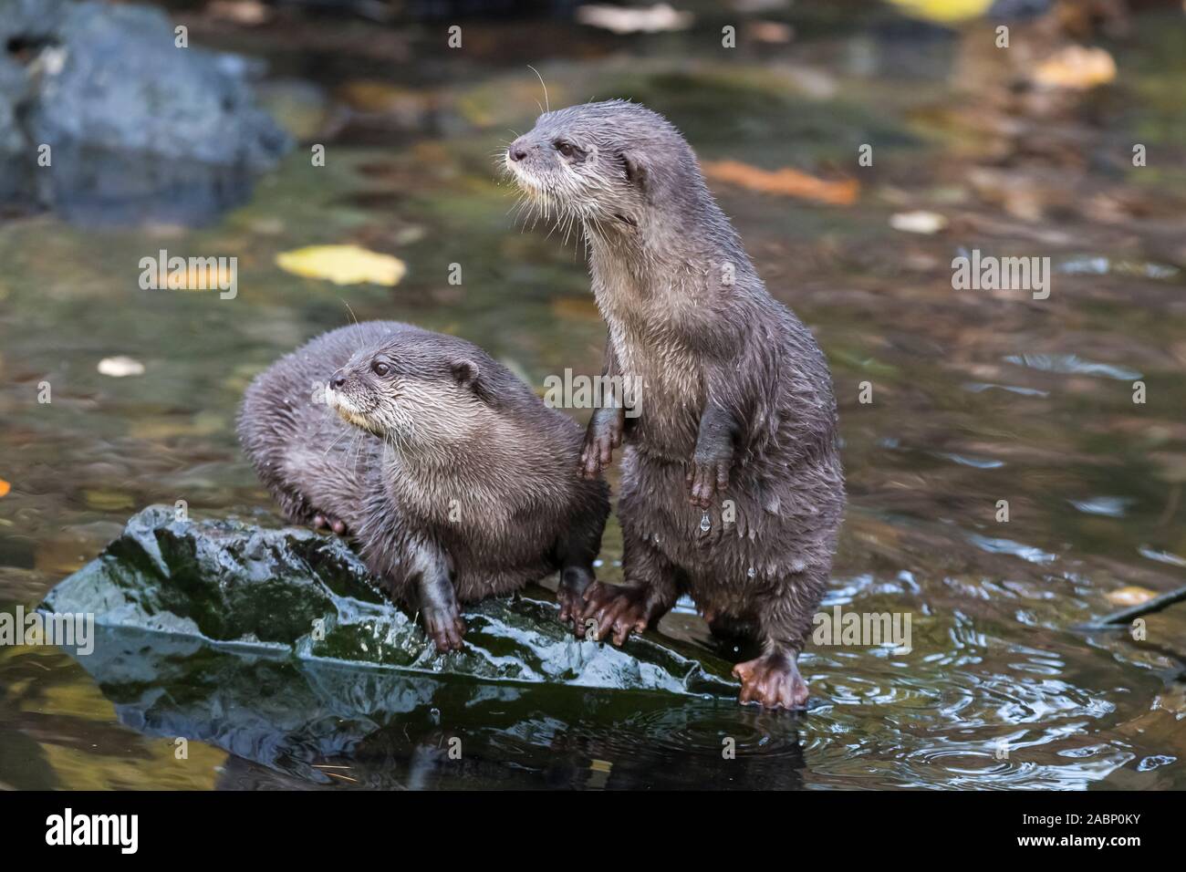 Paire de loutres (Aonyx cinereus) debout sur un rocher au bord de l'eau. Banque D'Images