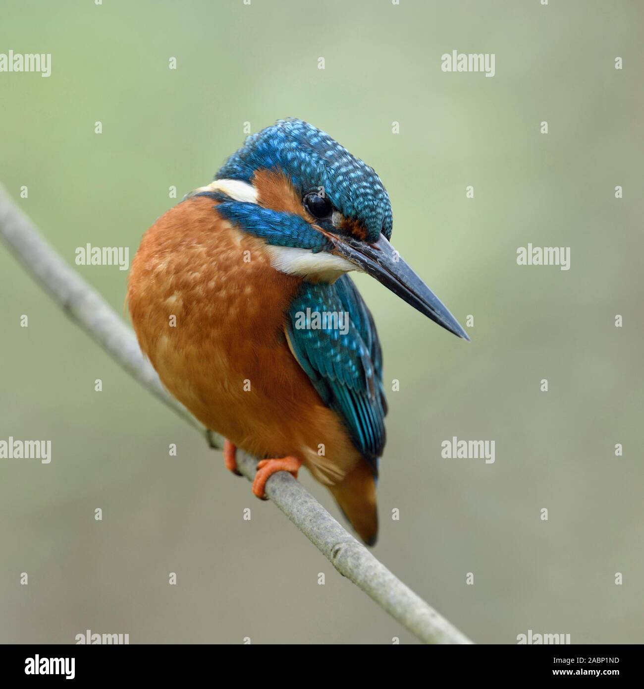 Kingfisher eurasien Alcedo atthis Optimize ( / ), homme, perché sur une branche pour la chasse, tendu, tournant la tête en arrière, belle vue, la faune, l'Europe. Banque D'Images