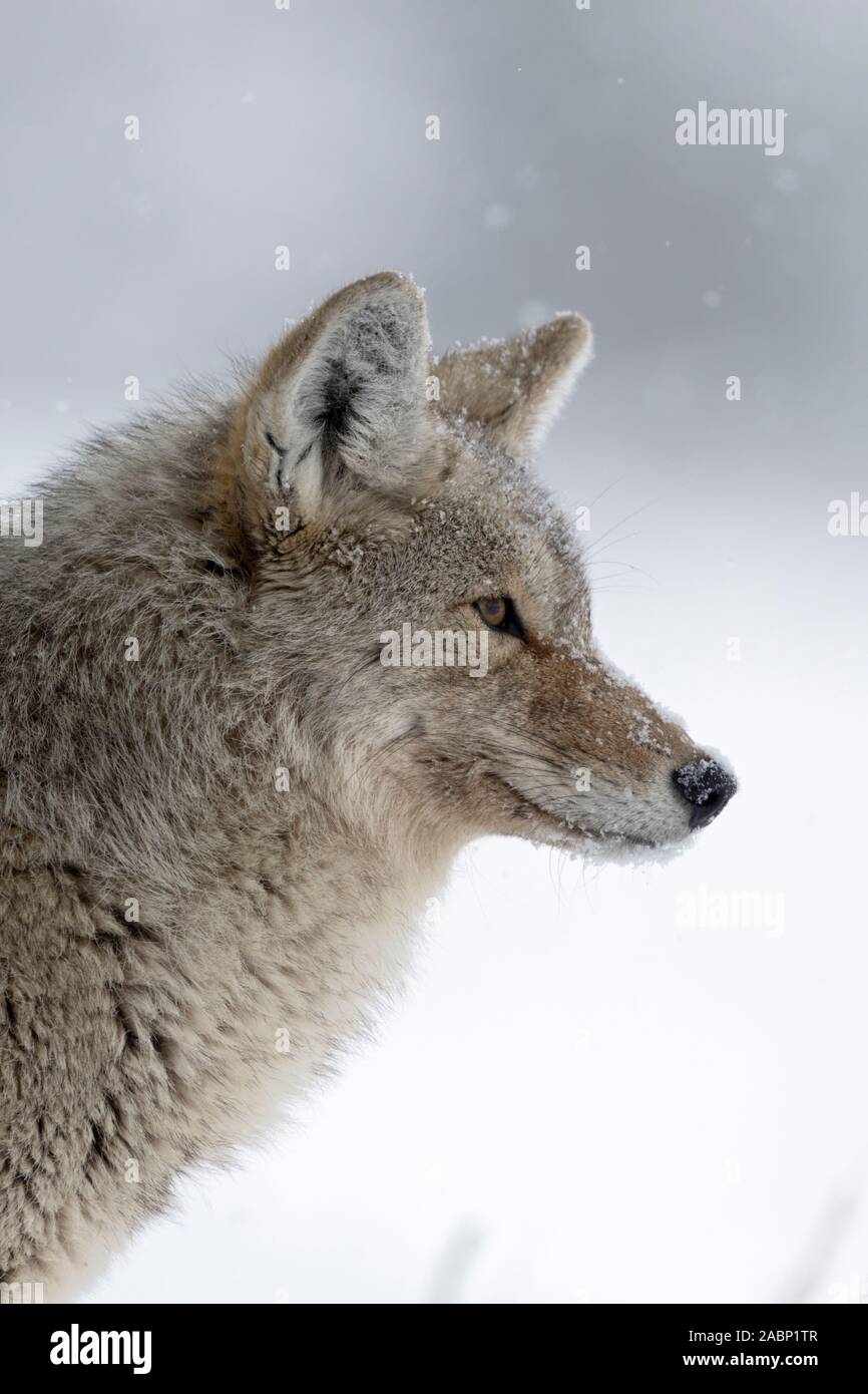 Coyote / Kojote ( Canis latrans ), en hiver, la lumière de neige, neige, regardant concentré, peeking, chasse, descriptions close-up, portrait, Yellowstone Banque D'Images