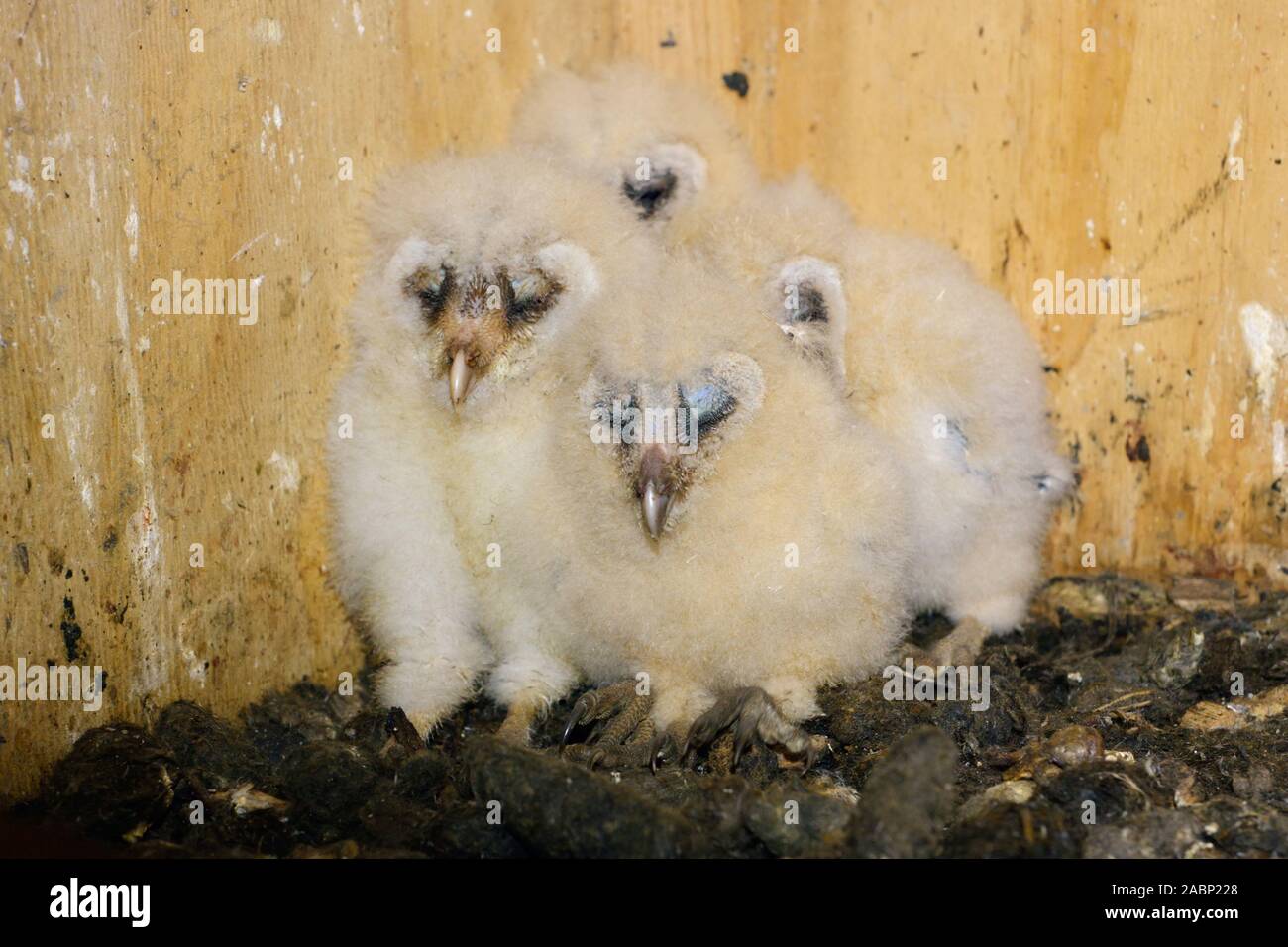 Chouette effraie (Tyto alba ), les poussins, progéniture, accroupi, assis dans leurs aides de nidification, dormir, mignonnes et drôles de bébés animaux, la faune, l'Europe. Banque D'Images