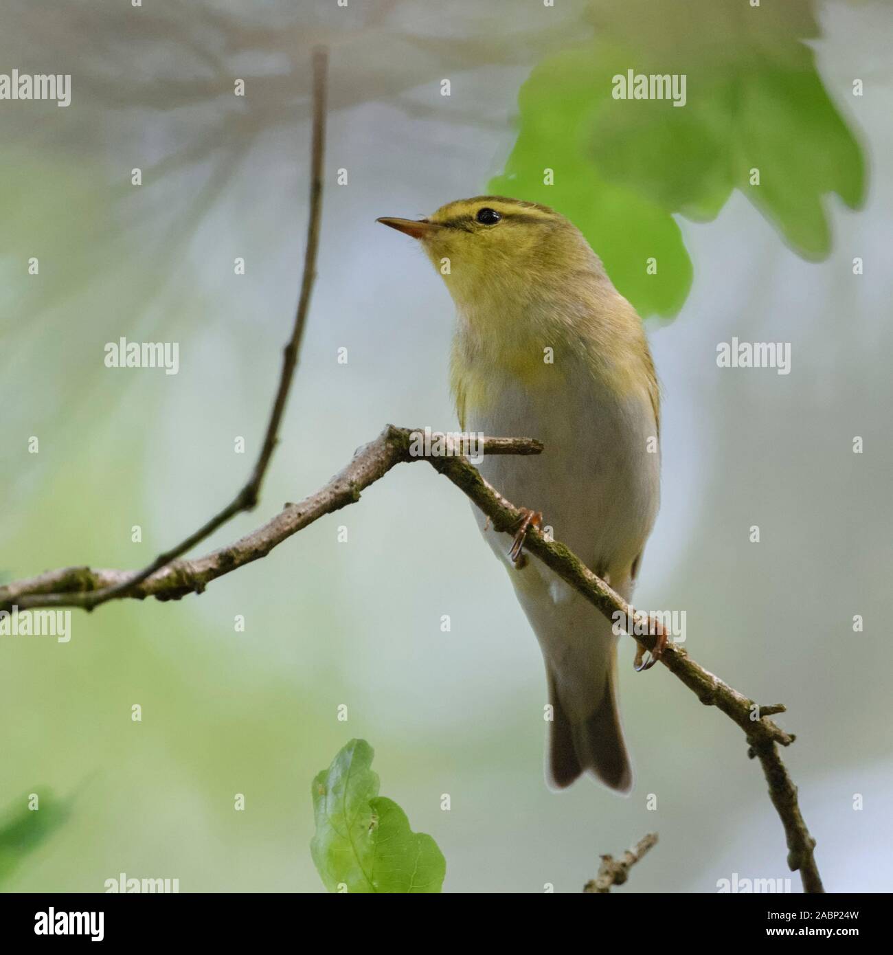 Wood Warbler Waldlaubsänger Phylloscopus sibilatrix ( / ), homme en robe de reproduction, perché sur une branche d'un chêne quelque part dans les bois, vue typique, Banque D'Images