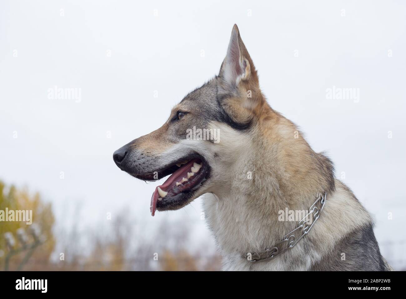 Wolfdog Pet Photos Wolfdog Pet Images Alamy