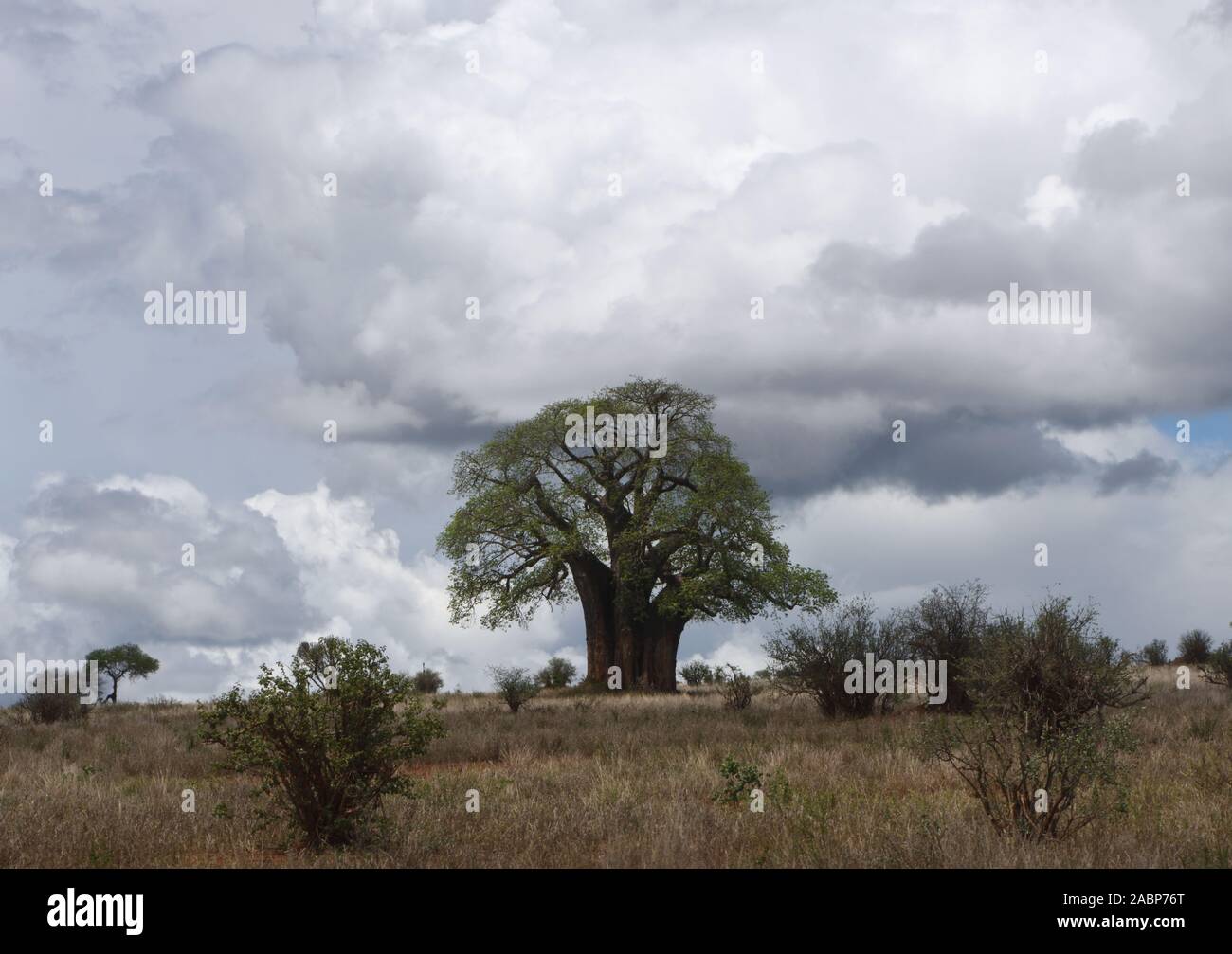 Partie de la parc national de Tarangire est un paysage plat et verdoyant dominé par d'anciennes Baobab (Adansonia digitata) des arbres. Parc national de Tarangire, Tanza Banque D'Images