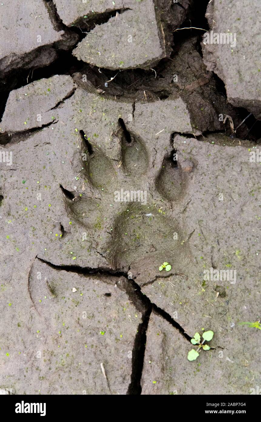 Détail du sol : dog paw print dans la boue fissuré Banque D'Images