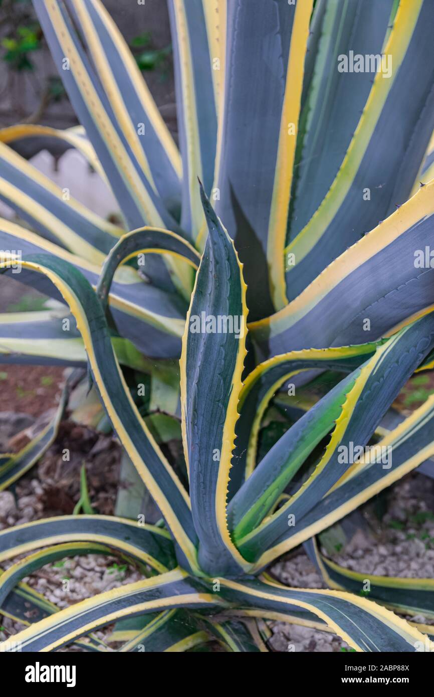 American aloe, Agave americana marginata, fermer Banque D'Images