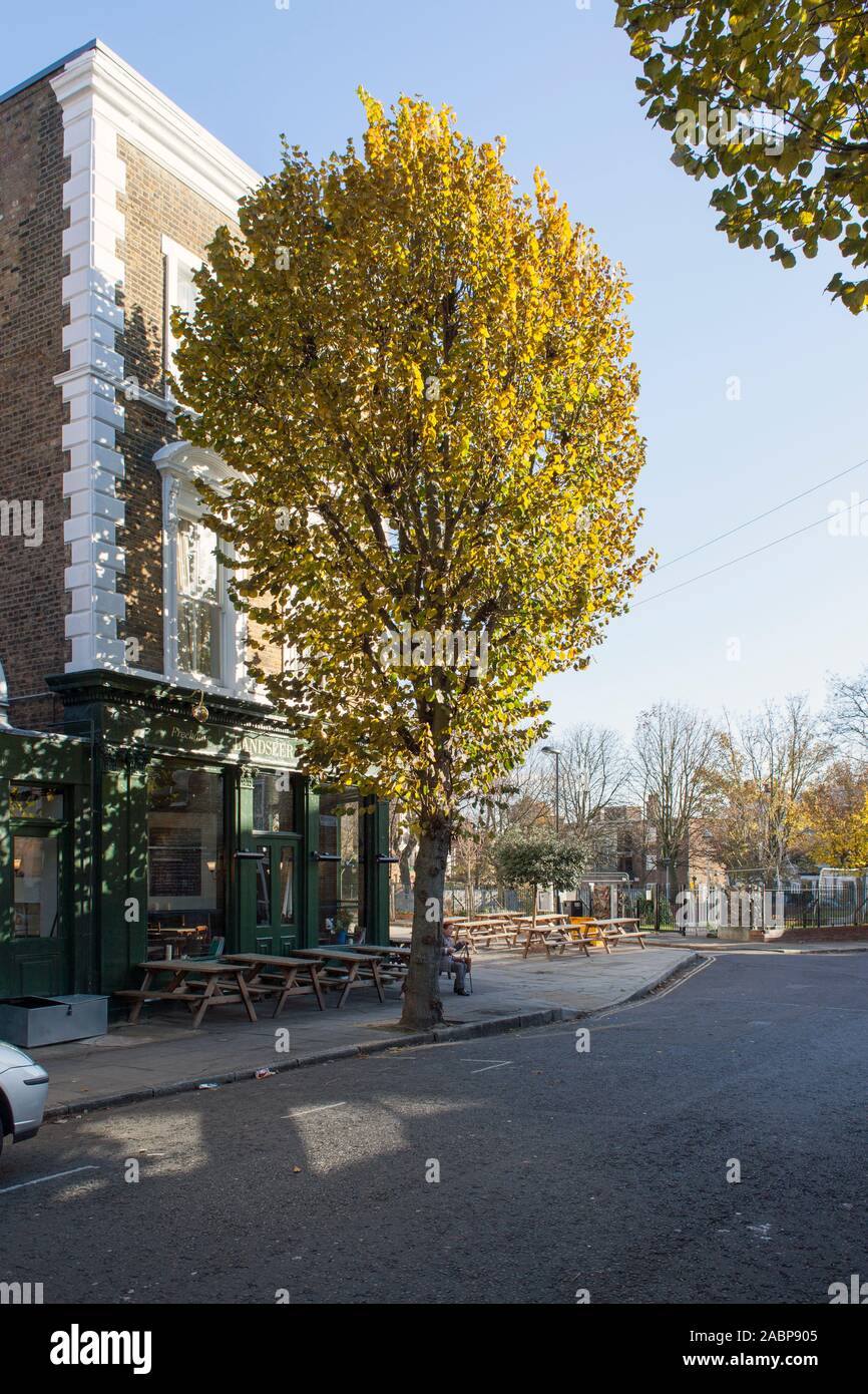 Lime à feuilles larges (Tila platyphyllos), arbre de rue à l'extérieur d'un gastéropub à Holloway, islington, Londres, Royaume-Uni Banque D'Images